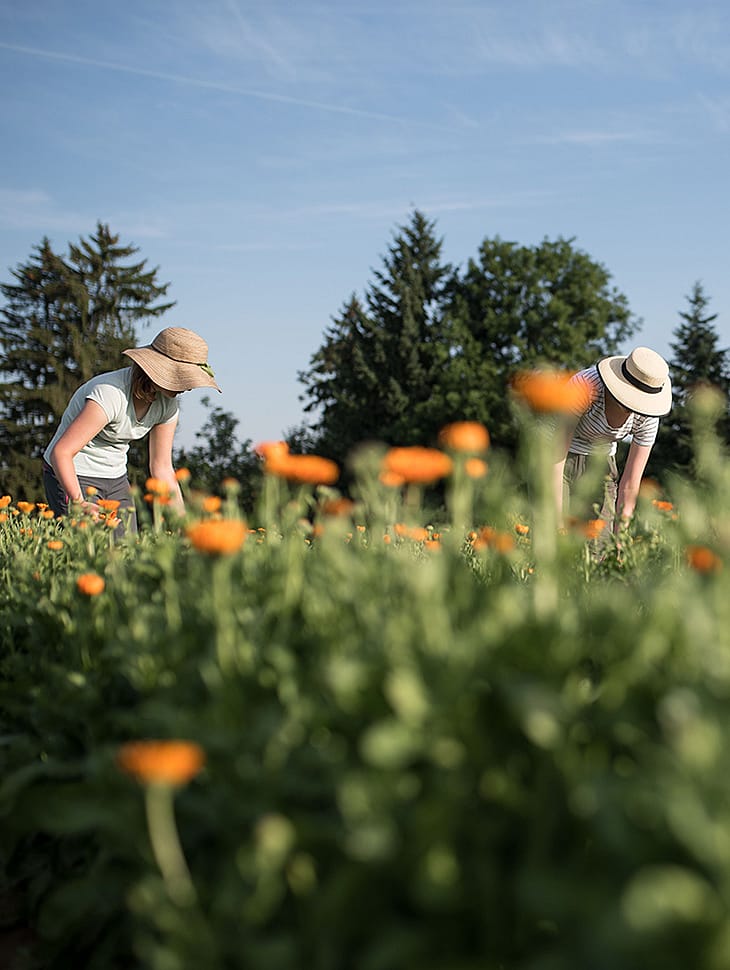 harvesting in a calendula field