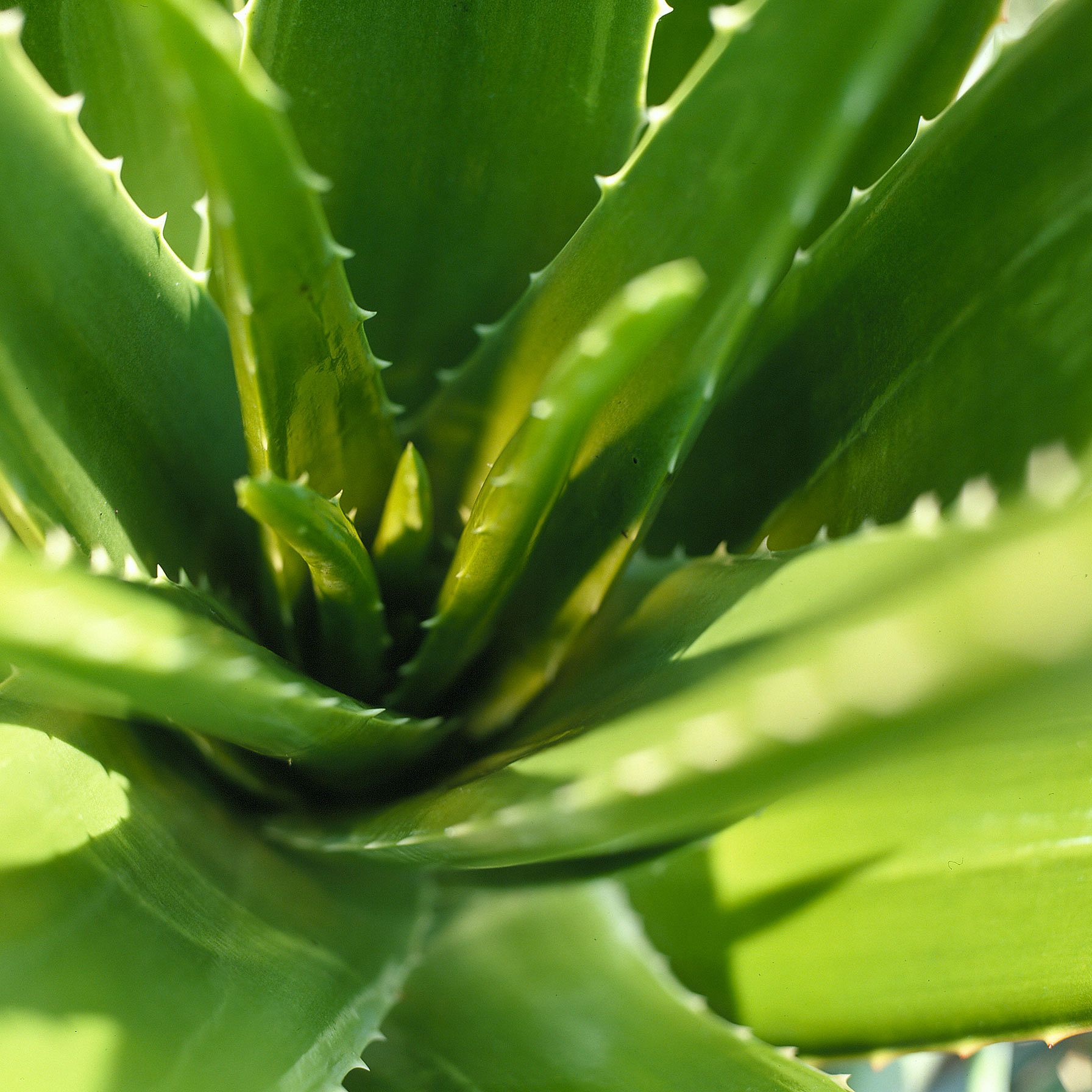 Aloe Vera Gel wirkt hautpflegend, feuchtigkeitsspendend und regenerierend