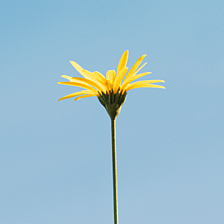 Arnika Blüte