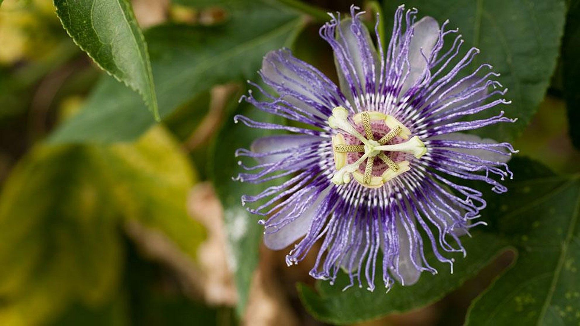 Passionsblume  schn und entspannend