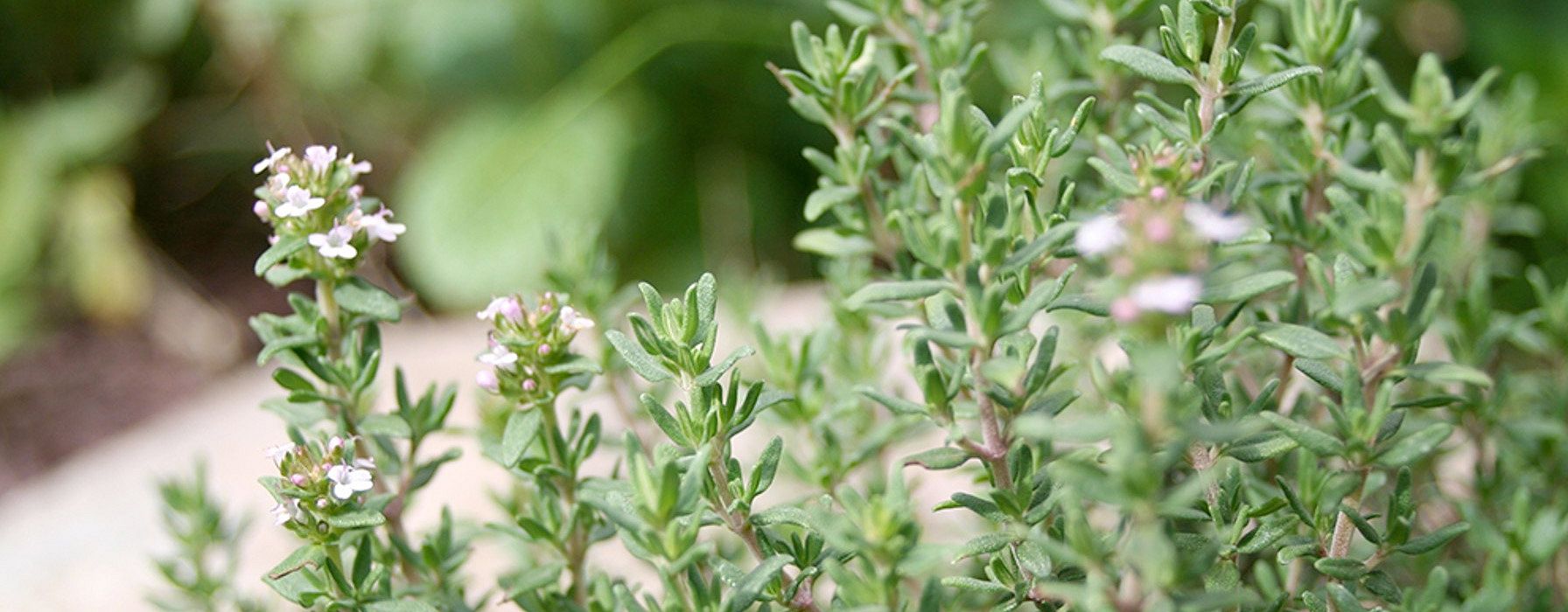 Thymian Pflanze