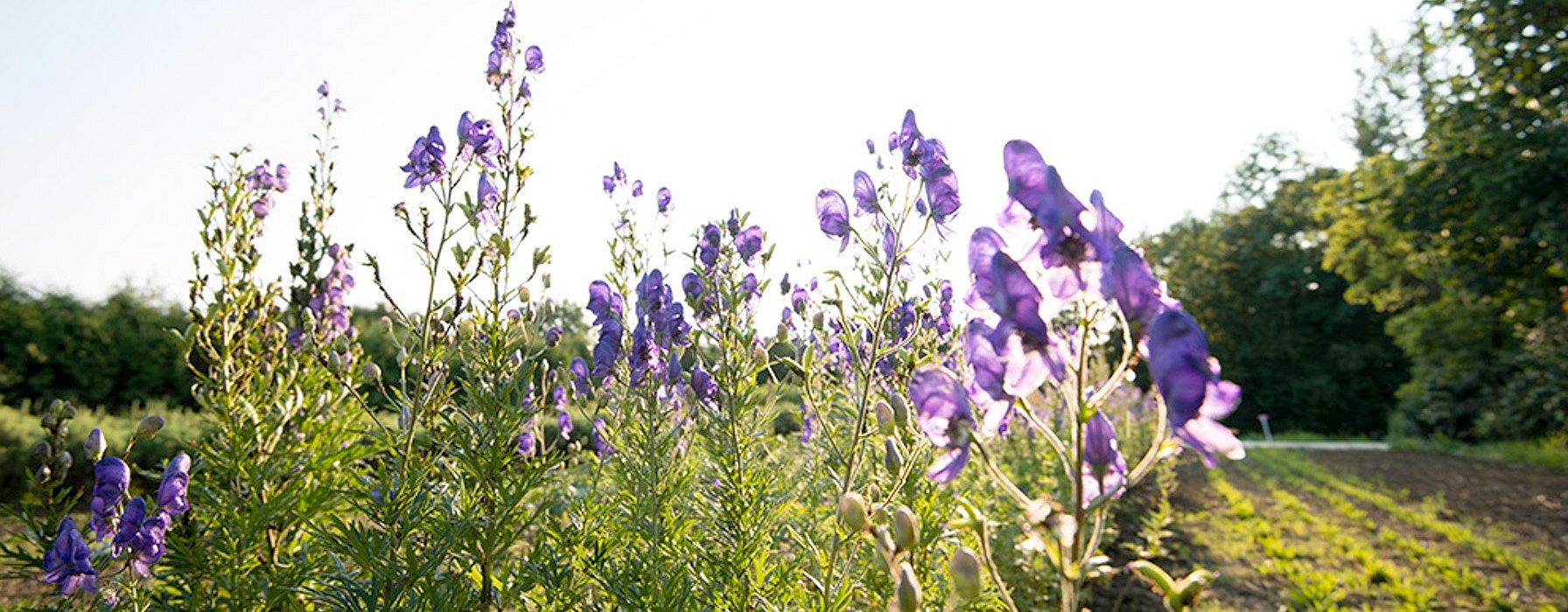 Bluehender Blauer Eisenhut im Garten