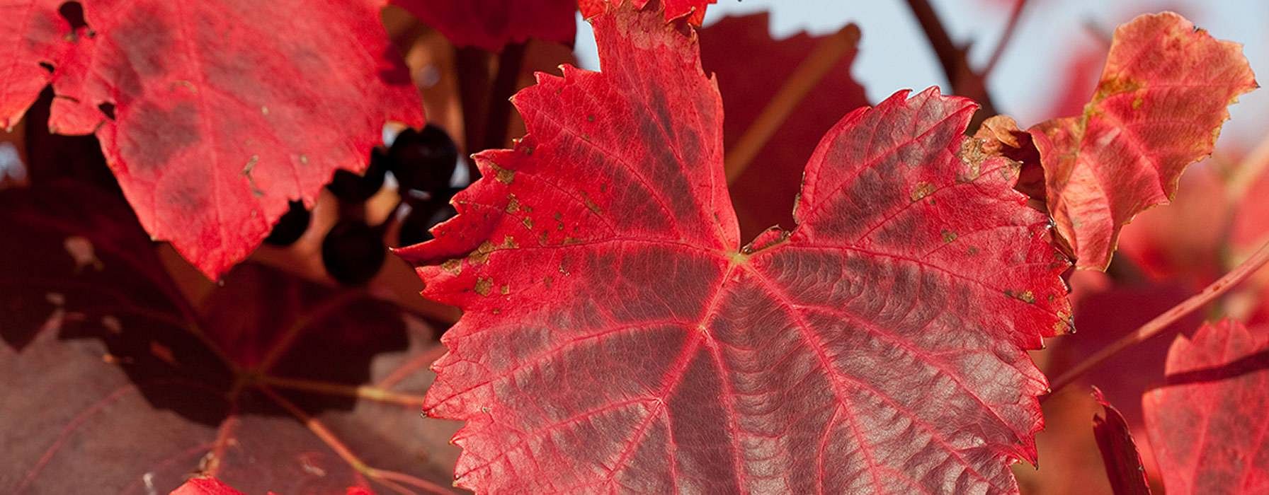 Rote Weinblaetter