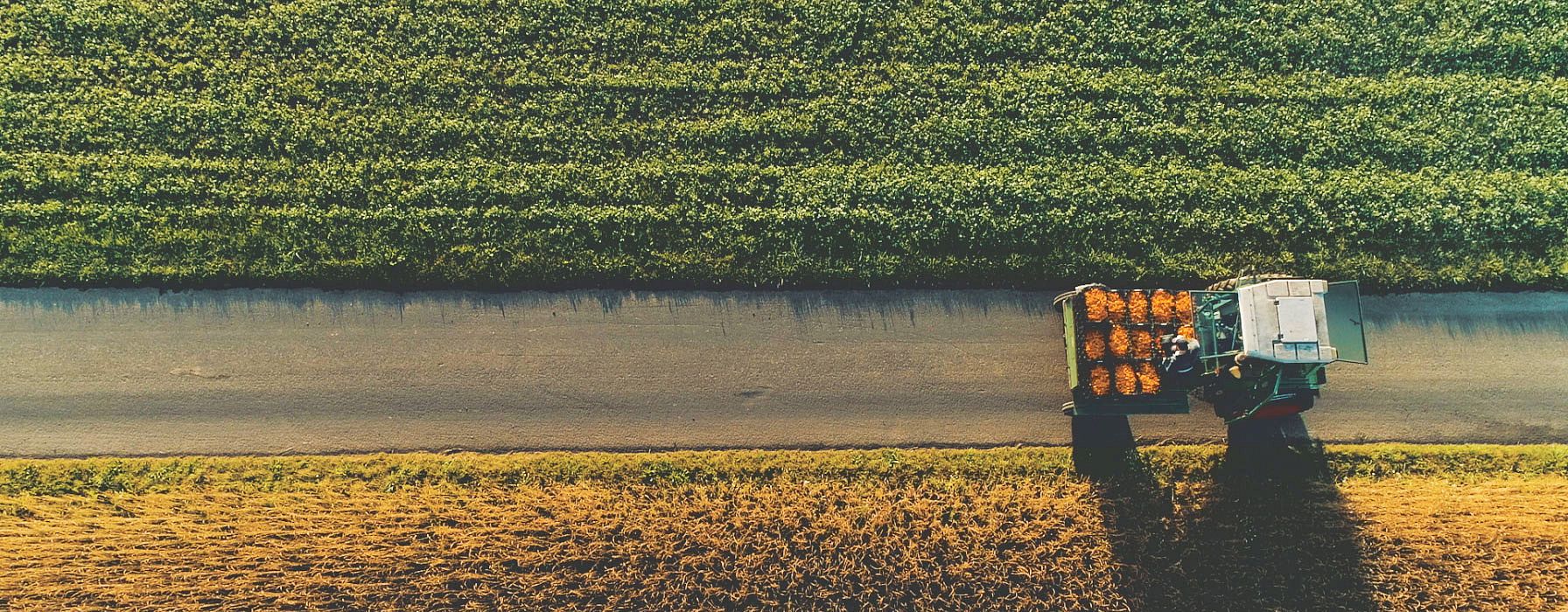 Traktor mit geernteter Calendula auf dem Feld