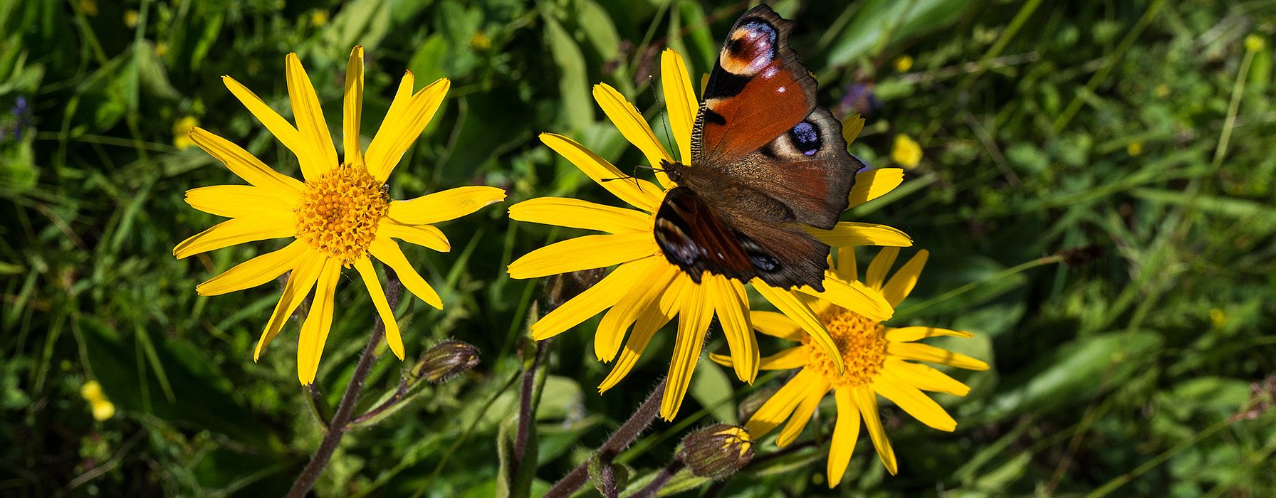 Gelbe Blüte der Heilpflanze Arnika montana