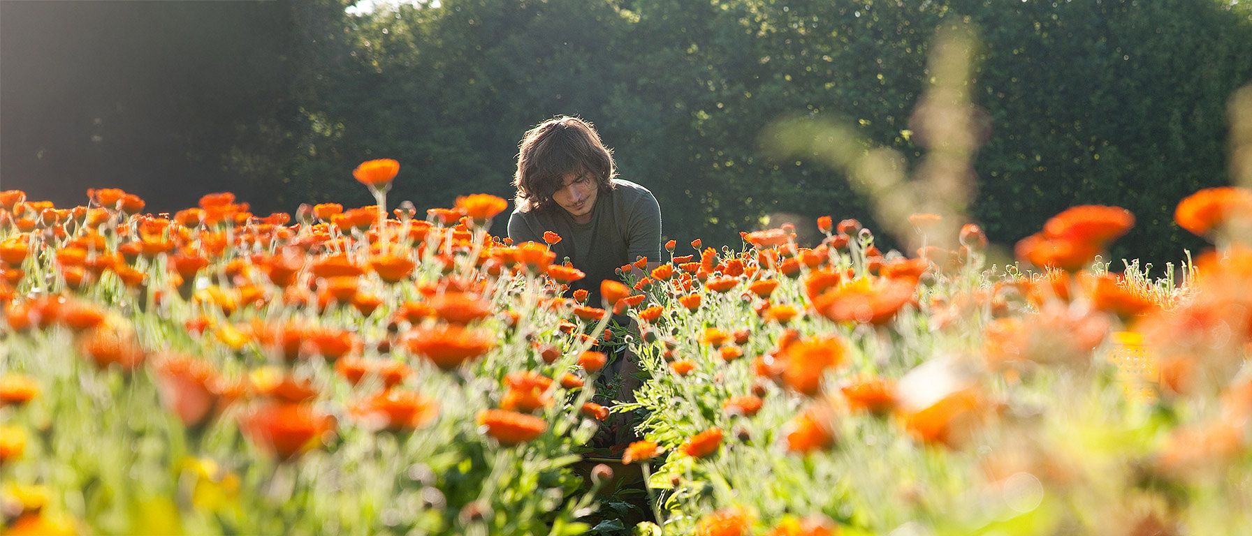 Gaertner im Calendulafeld der Weleda in Deutschland