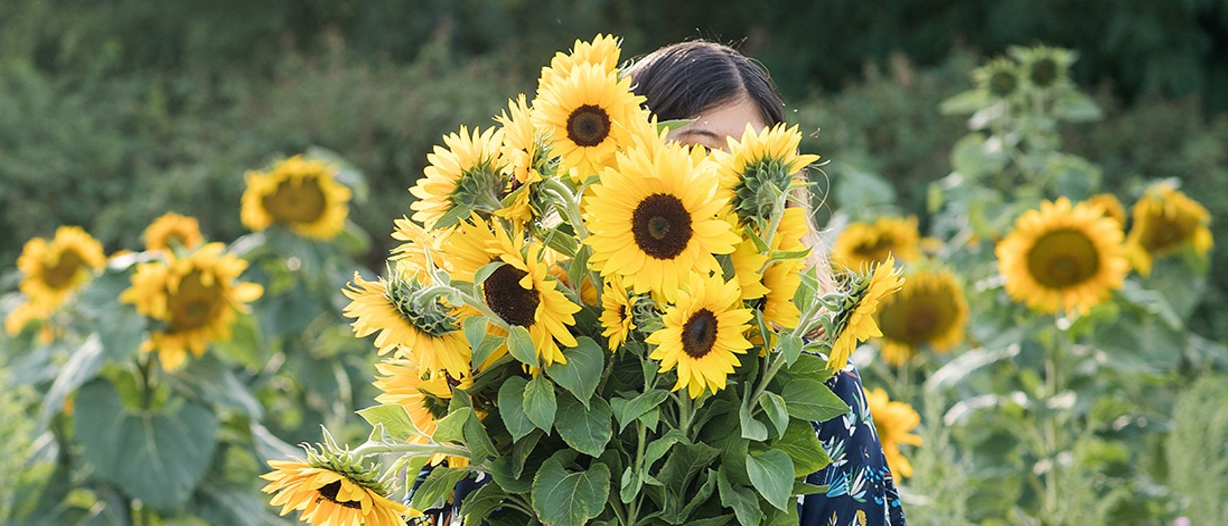 Frau steht in einem Sonnenblumenfeld und haelt sich grossen Sonnenblumenstrauss vor das Gesicht