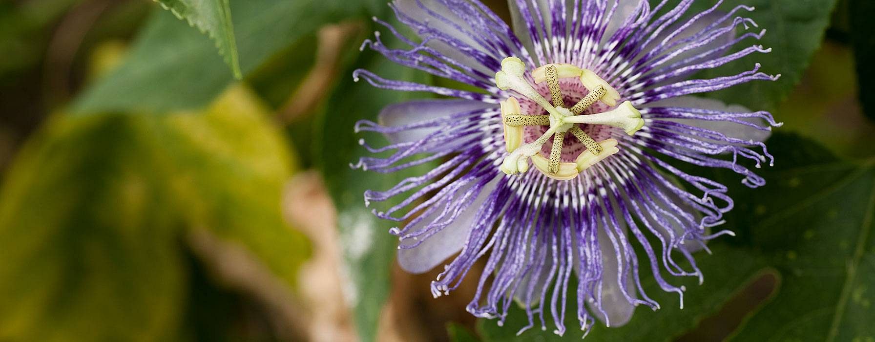 Bluete einer Passionsblume