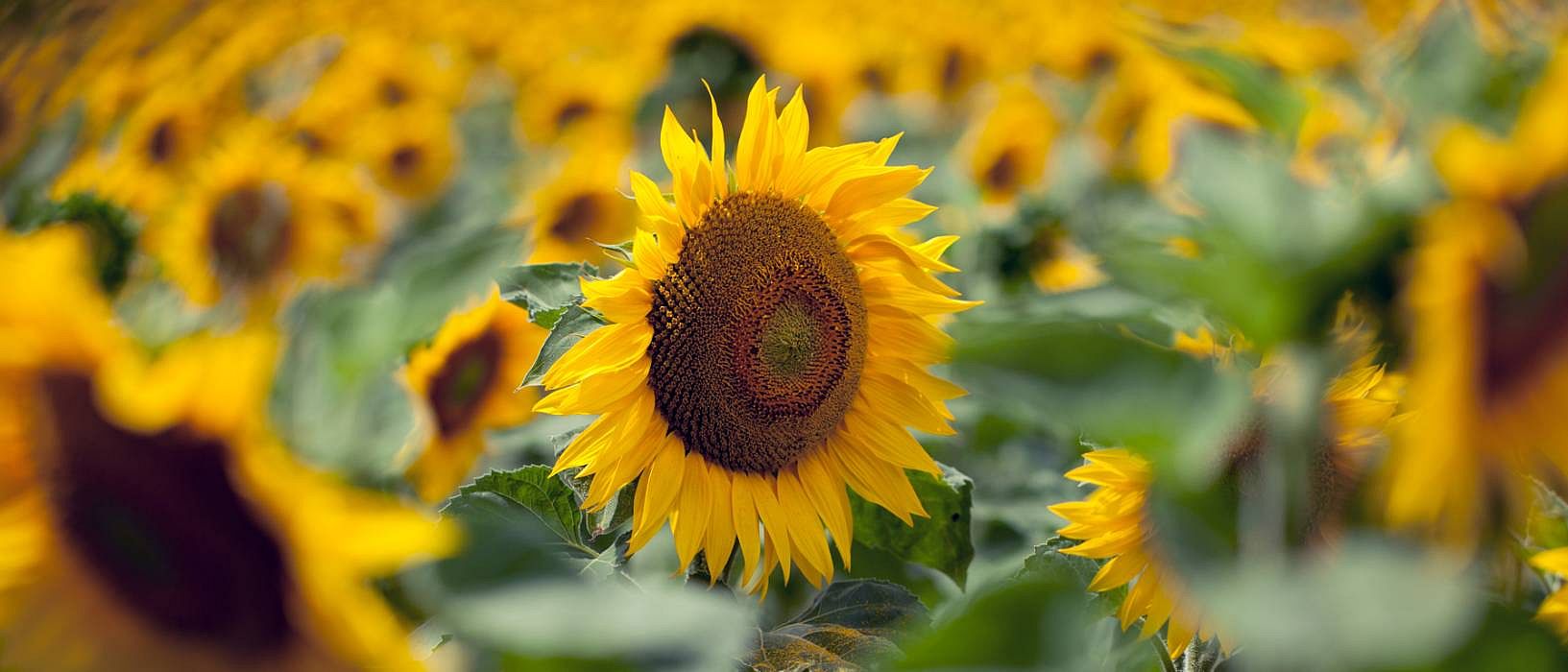 Sonnenblumen