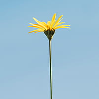fleur arnica bio