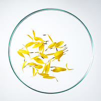 Fleurs d'arnica dans une boîte de Pétri