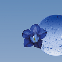 Blue Gentian flower on blue background