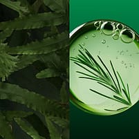 Skin Food Phyto Infusion
