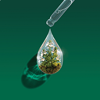 Tropfen aus einer Pipette mit Heilpflanzen