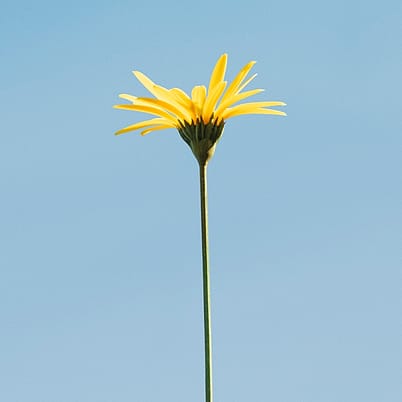 fleur arnica bio