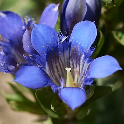 Blauer Enzian Blüte