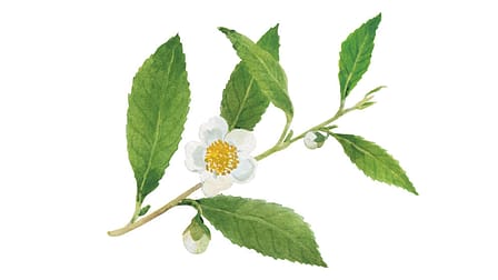 Camellia Sinensis Leaf Extract (White Tea)