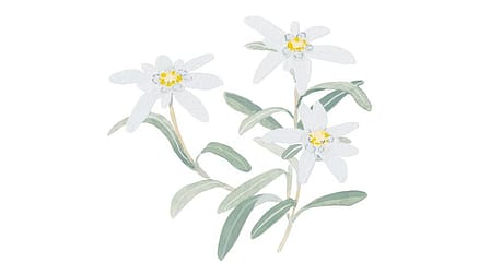 Leontopodium Alpinum Flower/Leaf Extract