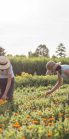 zber nechtíka lekárskeho na biodynamickej farme
