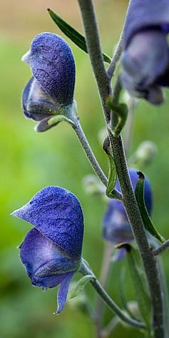 Eisenhut Blueten
