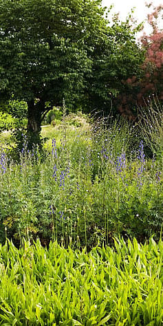 Eisenhut im Weleda Garten