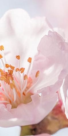 almond blossom