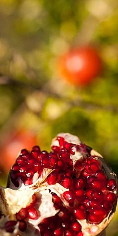 Pomegranate fruit open