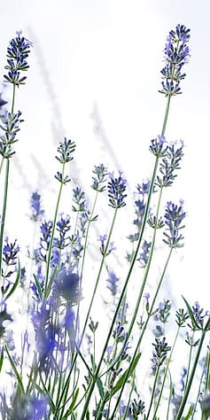 lavender