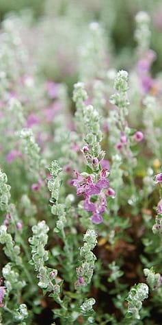 thyme