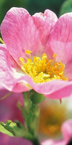 pink flower