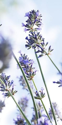 lavender leaves