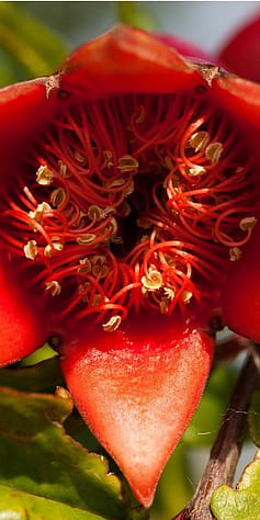 Pommegranate flower