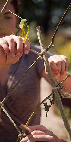hands tying together wooden sticks with natural twine