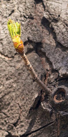 Hamamelis Zweig