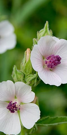Mauve blanche