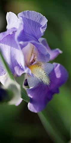 Gros plan fleur d'iris