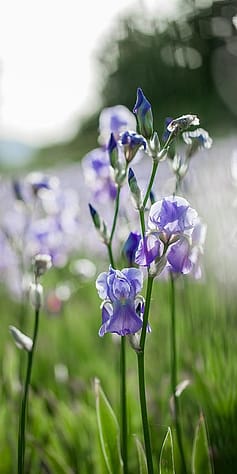 Fleur d'iris