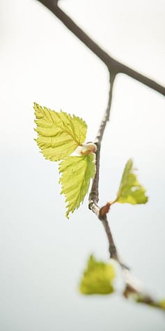 feuille de bouleau