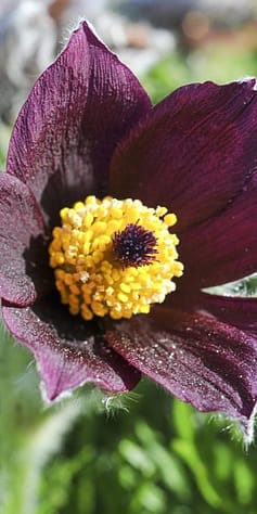 Pulsatilla vulgaris
