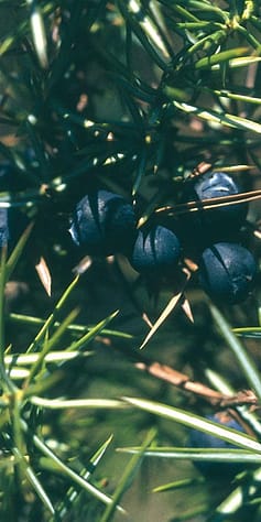 Wachholder, Juniperus
