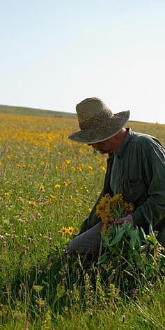 man in arnica field