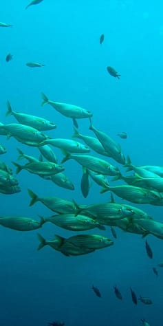 fish in ocean