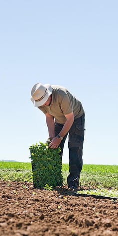Person working with plants of a field.