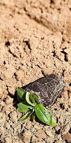 Plant seedling on the soil.