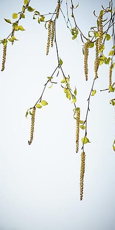 Birch