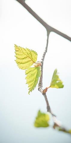 Birch