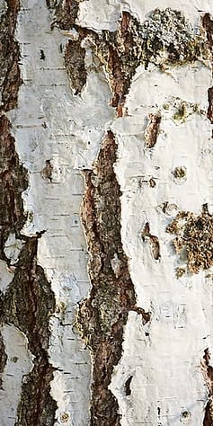 Birch