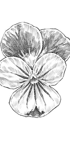 Drawing of pansy