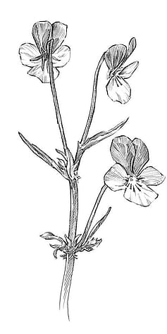 Drawing of pansy