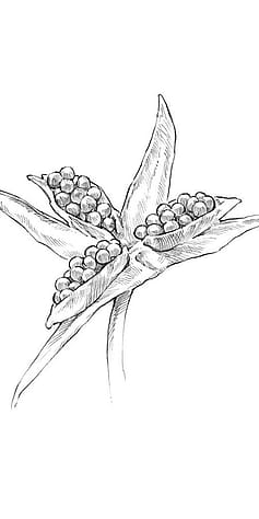 Drawing of pansy